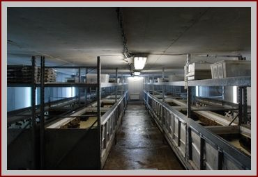 Escargot de ch'Nord . Elevage des escargots : la reproduction