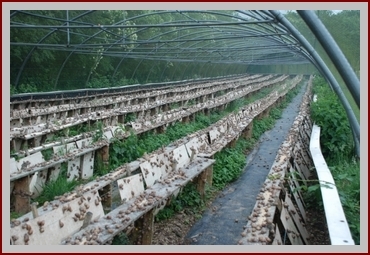 Escargot de ch'Nord . Elevage des escargots : la croissance